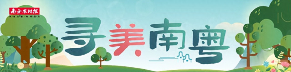 红股网 肇庆红锥王：观千年古树，读“绿色史书” | 寻美南粤③